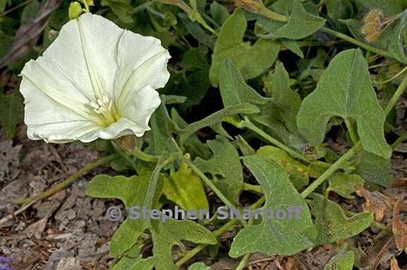 calystegia malacophylla ssp malacophylla 1 graphic